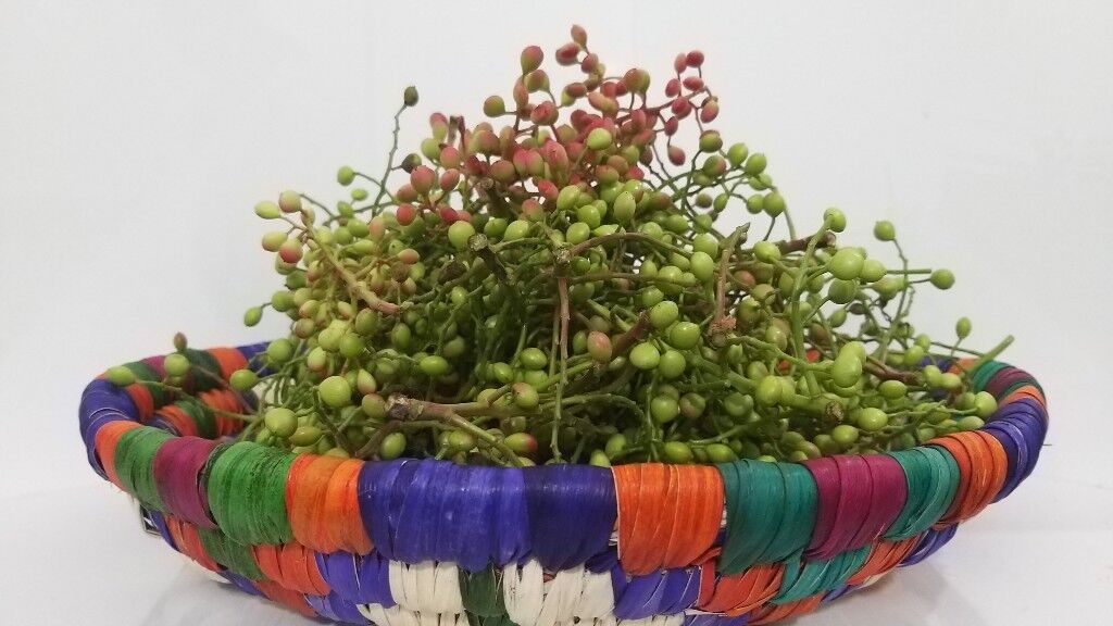 الفستق الجبلي في محافظة بوشهر الفستق الجبلي في محافظة بوشهر