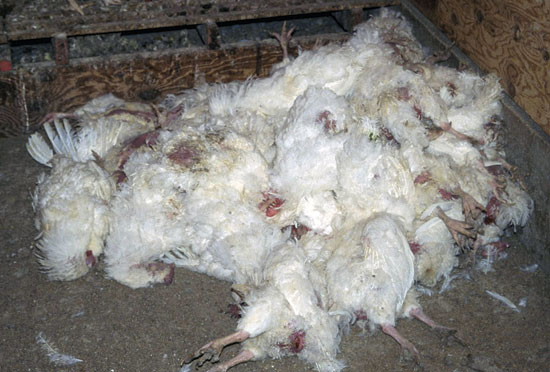 اتلاف 17 مليون من الدجاج المصاب بإنفلونزا الطيور الحادة جدا
