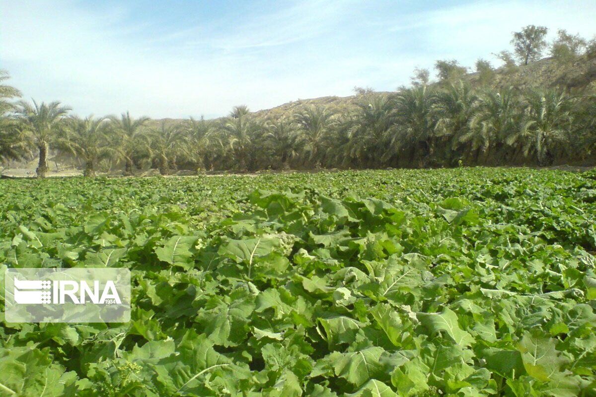 زراعة الکولزا في سيستان وبلوشستان