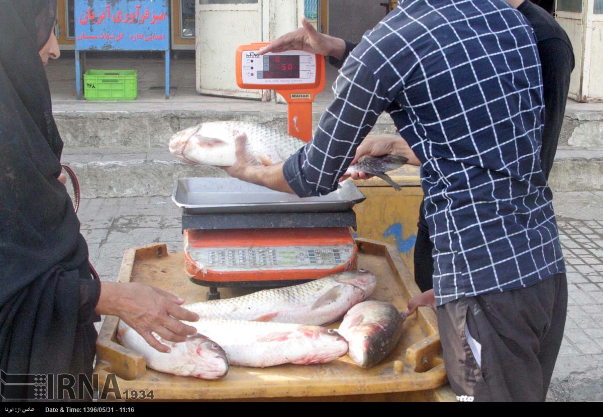 جمع آوری و فروش ماهی از دریاچه در حال خشک شده هامون‎