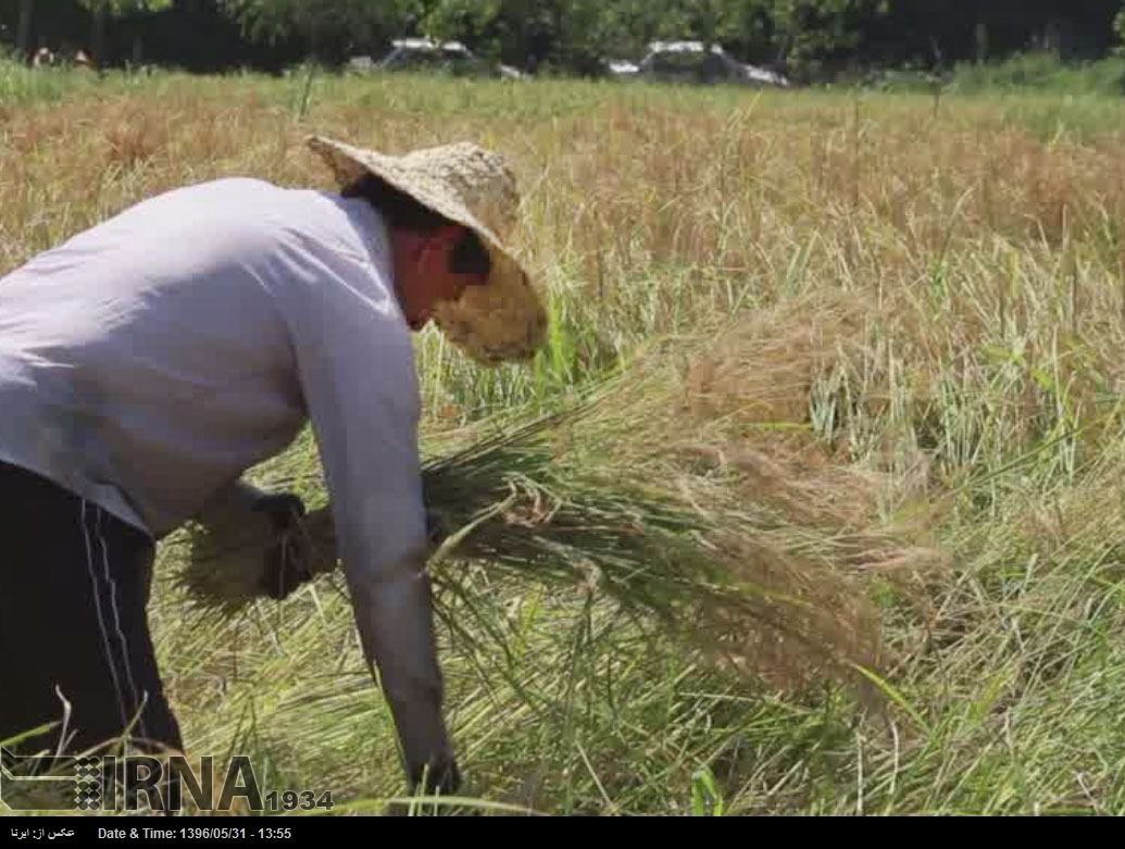 گیلان – برداشت برنج در روستاهای انزلی