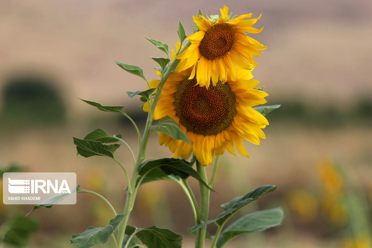 حقول زهور عباد الشمس في خراسان الشمالیة