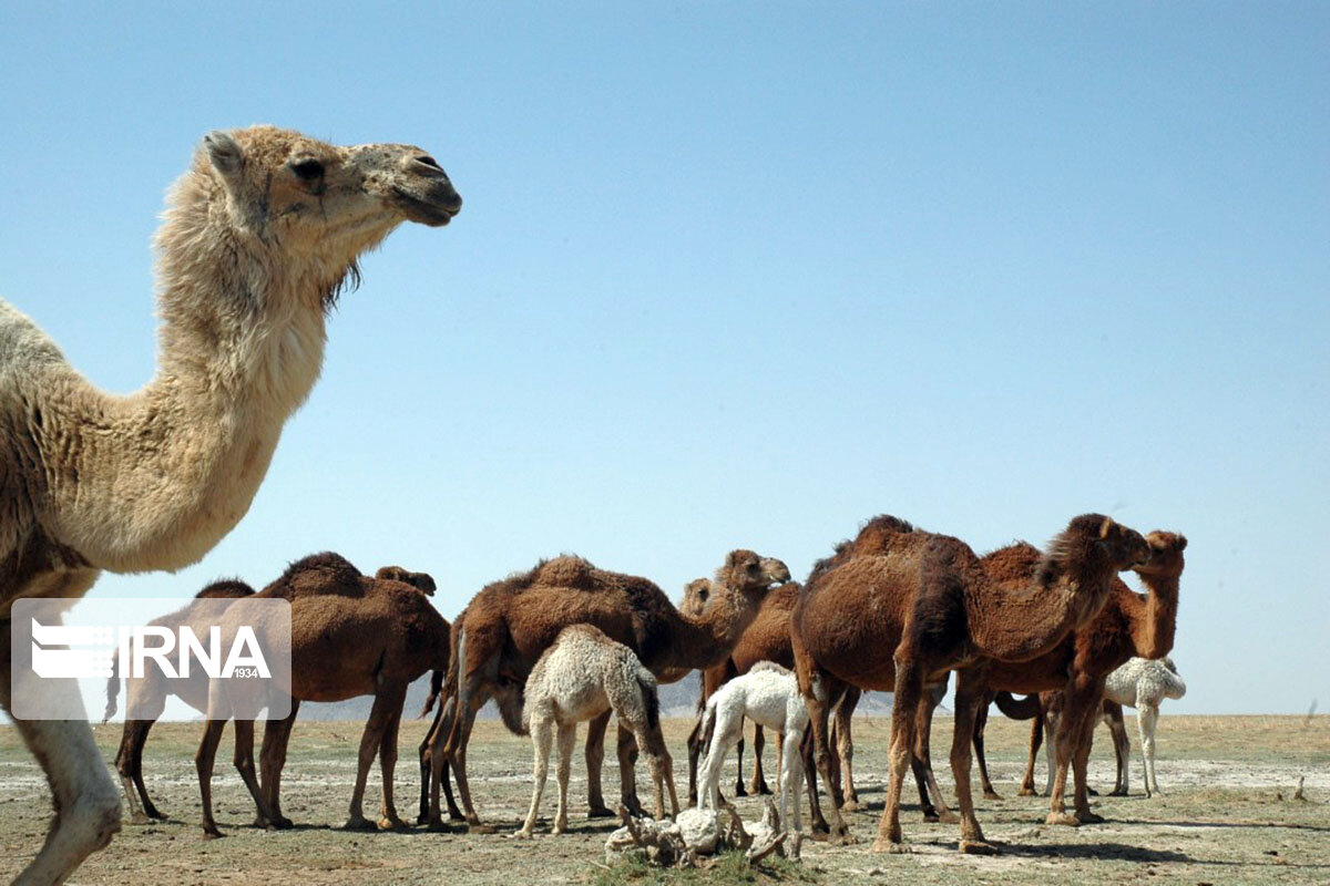 تربية 11 الف رأس من الإبل في زاهدان