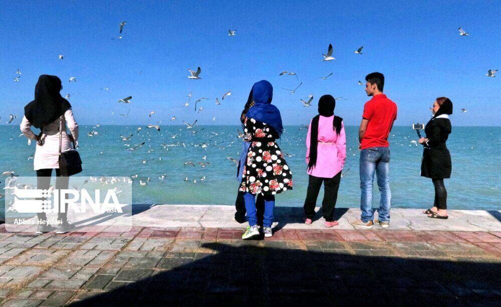 طيور النورس على شواطئ بوشهر