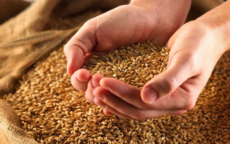 وزارة الجهاد الزراعي: تصفير استيراد القمح