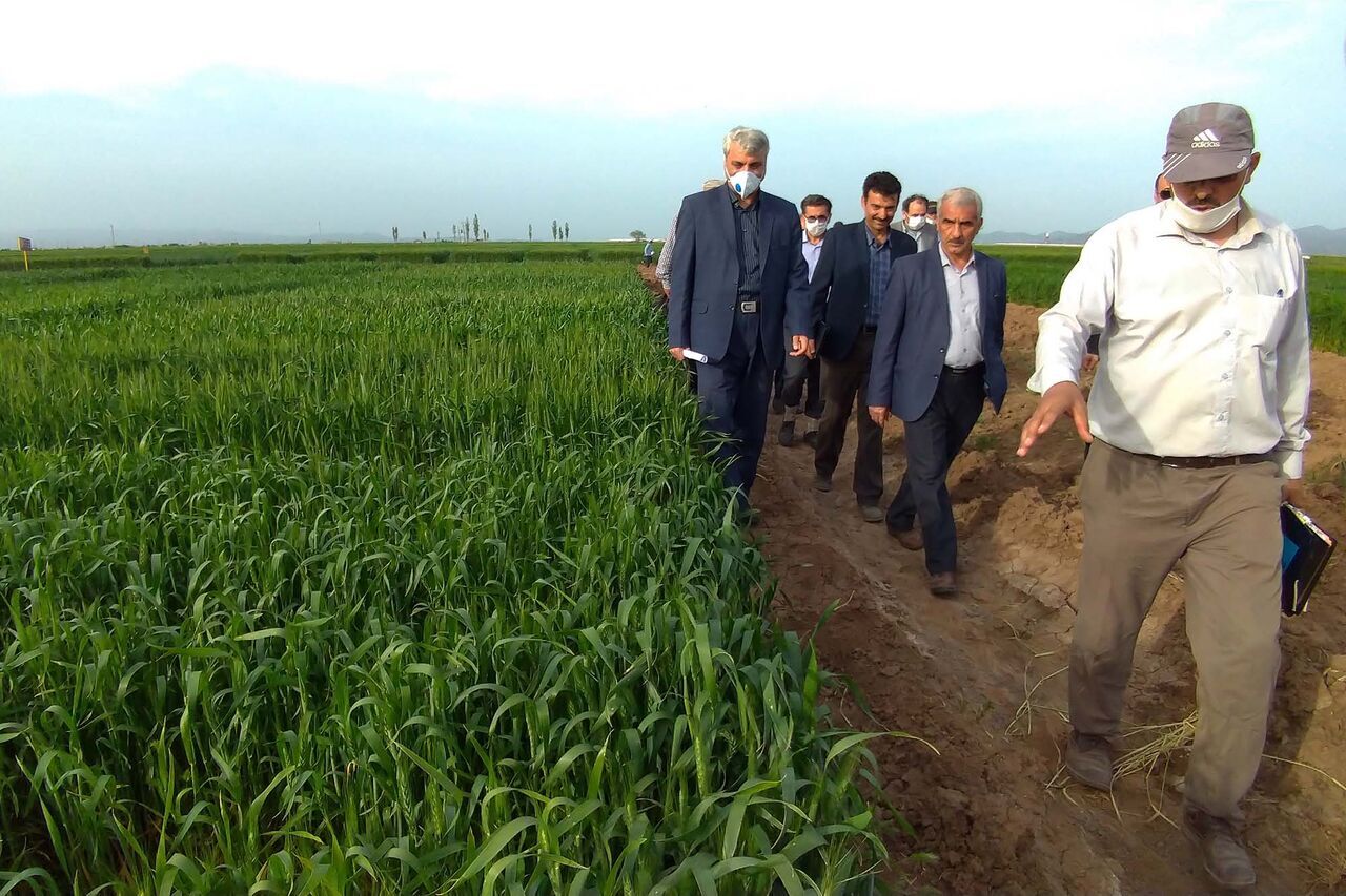 انتاج القمح في ايران سيتجاوز 14 مليون طن خلال العام الجاري