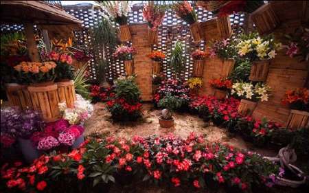 قيمة انتاج الزهور في محافظة مازندران تبلغ اكثر من 1.5 مليار دولار