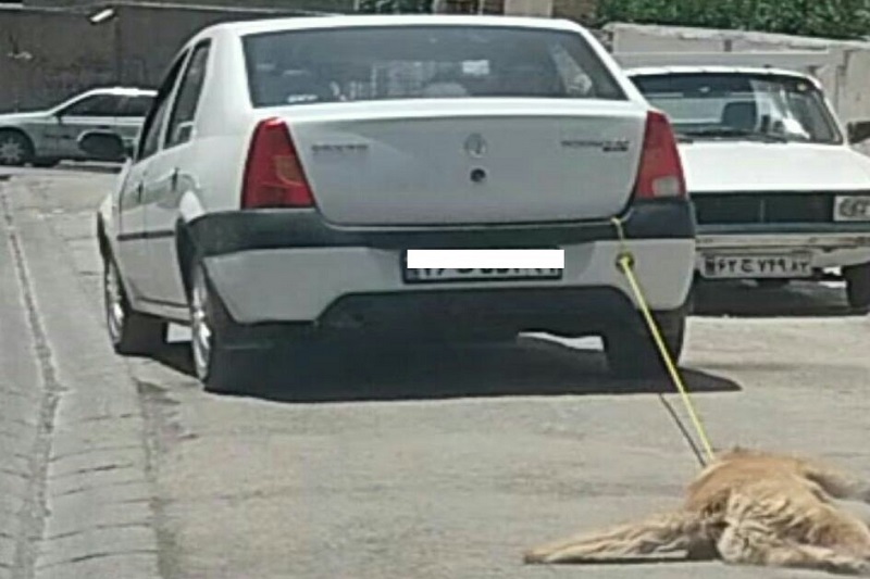 متابعة السائق المعتدي علي الكلب قضائيا في اردبيل