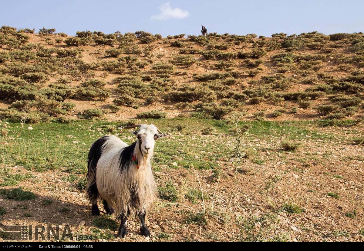 « تابستان کوهرنگ »