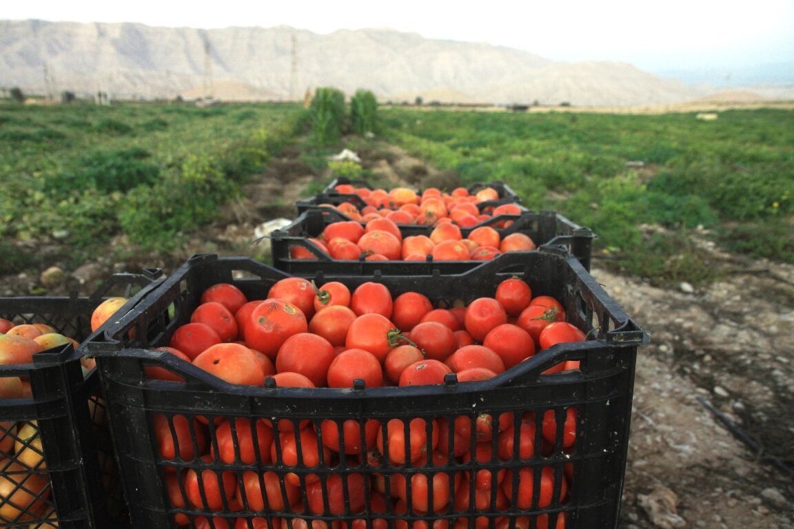 قطاف الطماطم في كجساران غرب ايران