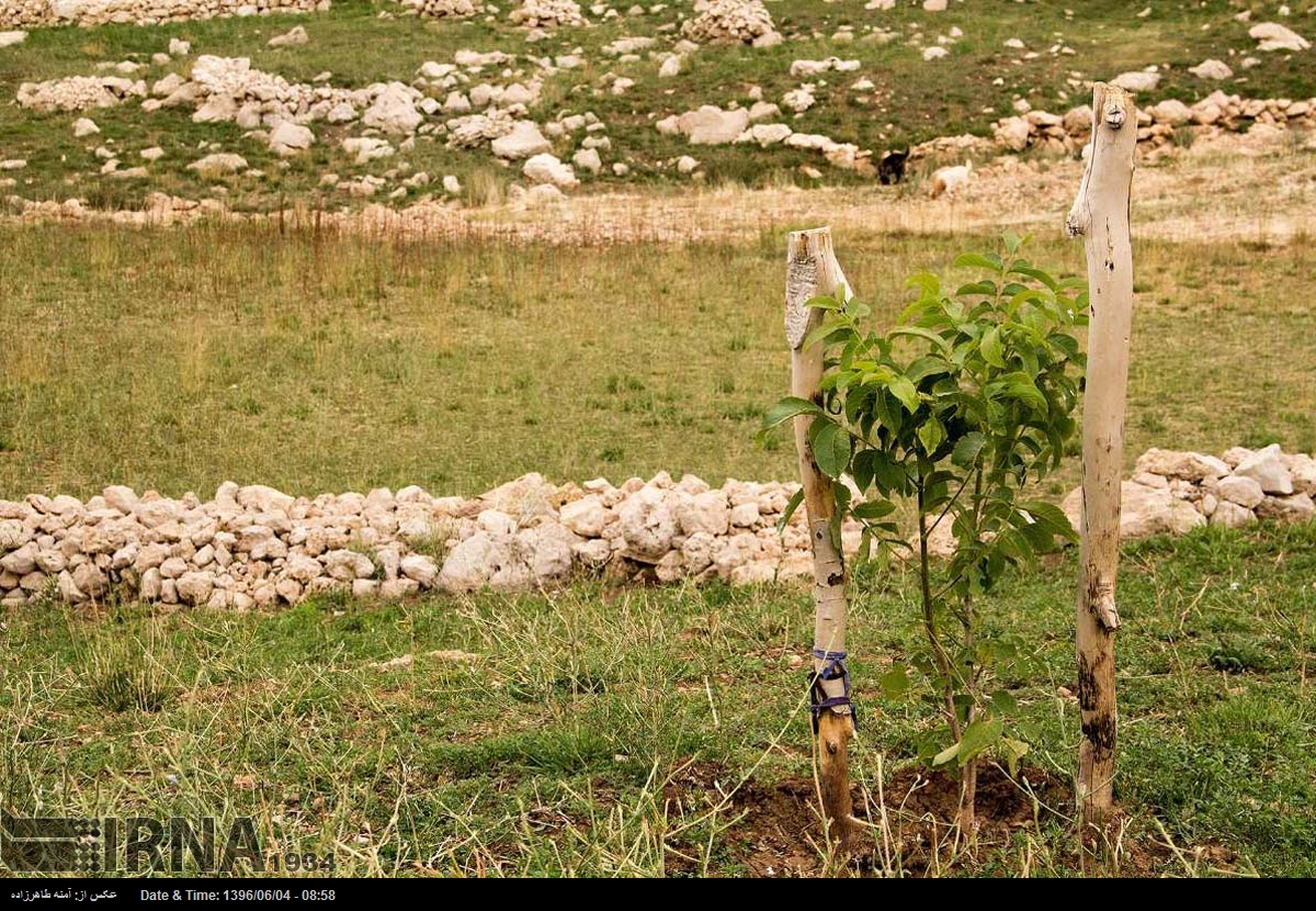 « تابستان کوهرنگ »