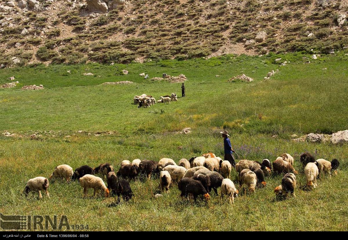 « تابستان کوهرنگ »