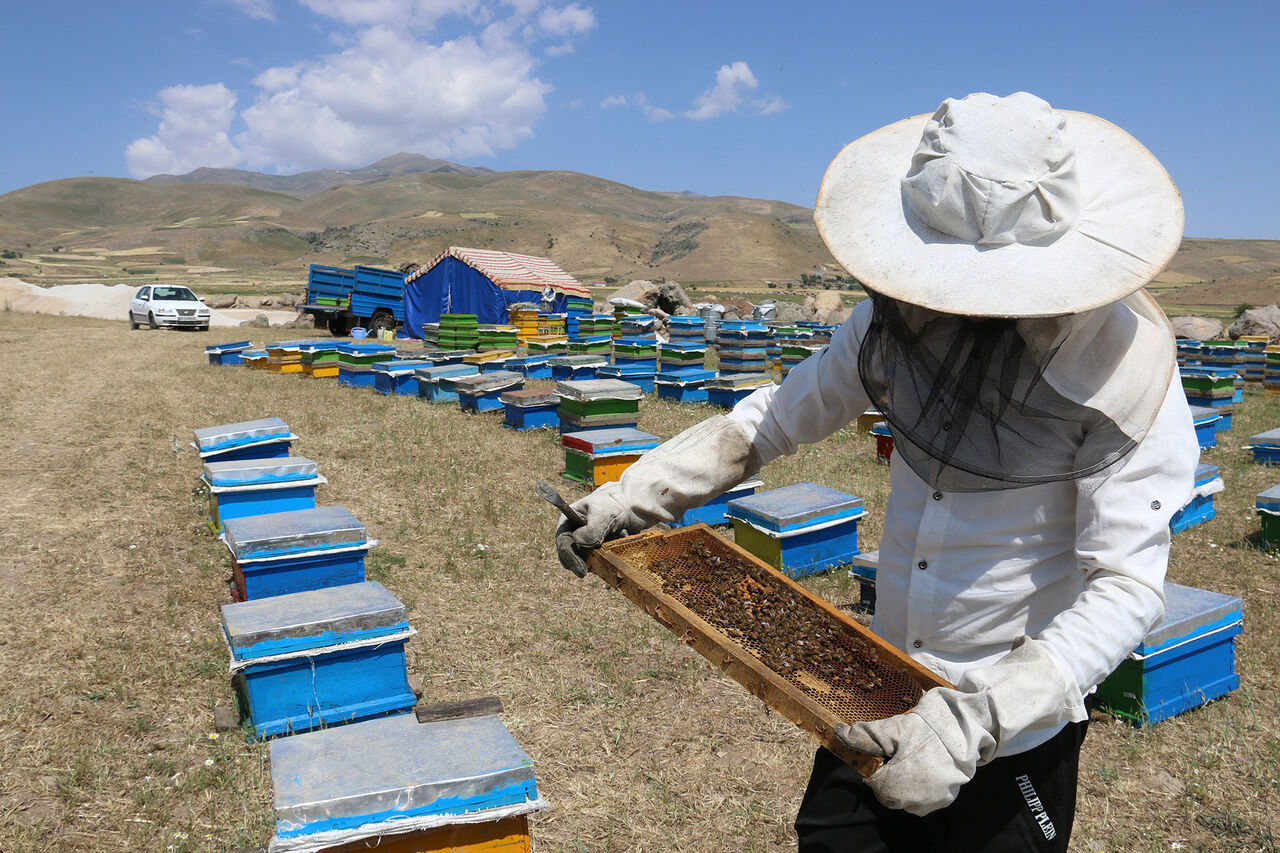 مسؤول : ايران رابع اكبر منتجة للعسل في العالم
