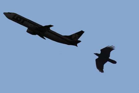 الطيور المهاجرة تعرقل رحلة طائرة اللوفت هانزا الألمانية في مطار الإمام الخميني