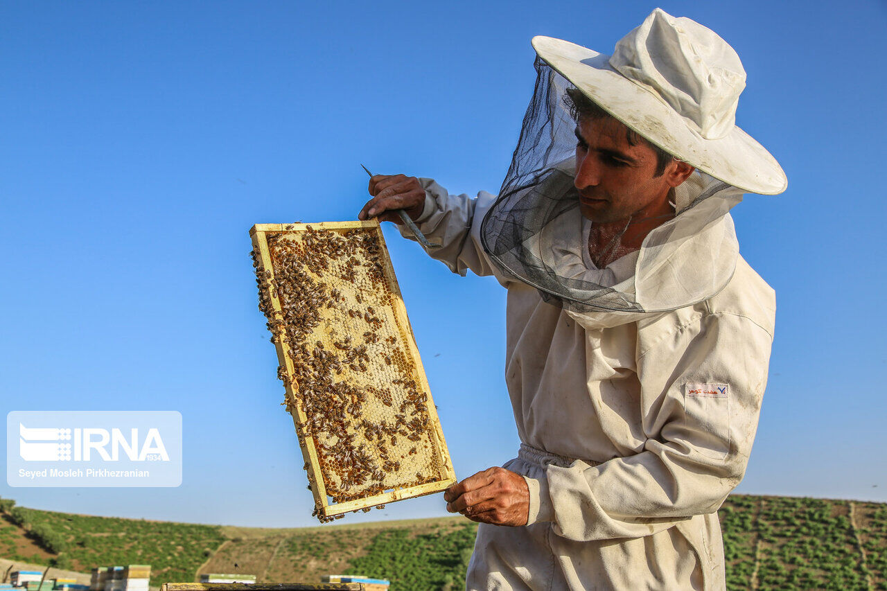 تربیة النحل في جبال اورامانات
