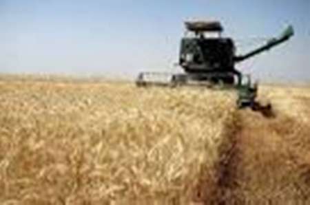 إيران تحقق الاكتفاء الذاتي في إنتاج القمح
