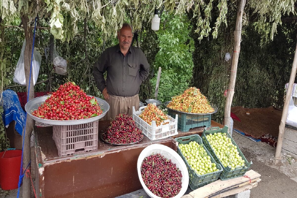 اشنویه عاصمة الکرز في ايران